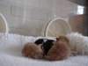 Het eerste nest in de couveuse, Whoopi, Oscar, Phoebe, Boris en Spinner.