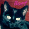 Boef